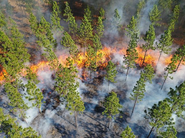 Aerial view of prescribed burn at Calloway Forest Preserve in North Carolina. The fire moves over the ground cover and leaves the trees intact.