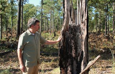 Landowner Jesse Wimberly stands next to a remnant pine tree on his family's Lighterwood Farm.