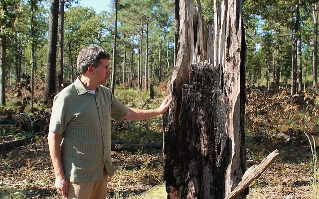 Landowner Jesse Wimberly stands next to a remnant pine tree on his family's Lighterwood Farm.