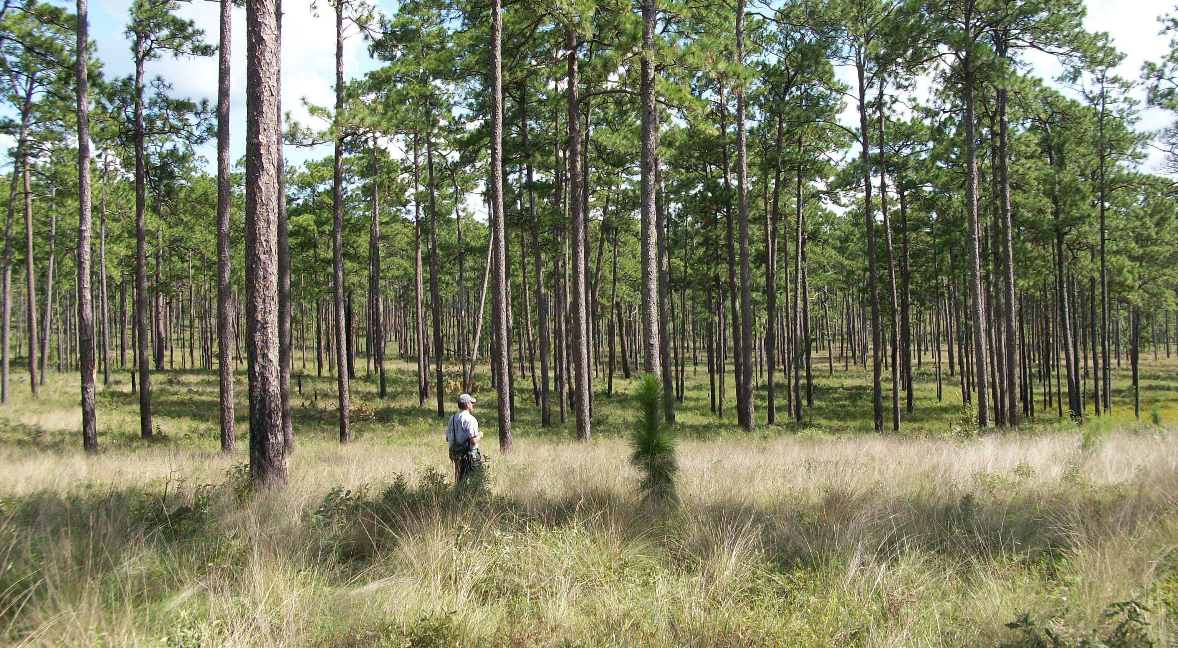 A man standing in the Longleaf Pine Forest at Apalachicola Bluffs and Ravines Preserve.