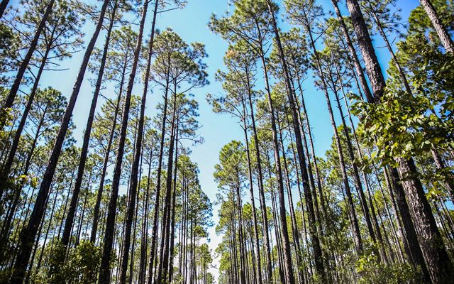 View looking up at a forest of tall, thin longleaf pine trees.