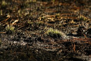  Tiny grasses poke out of the soil in a longleaf pine forest after a controlled burn.