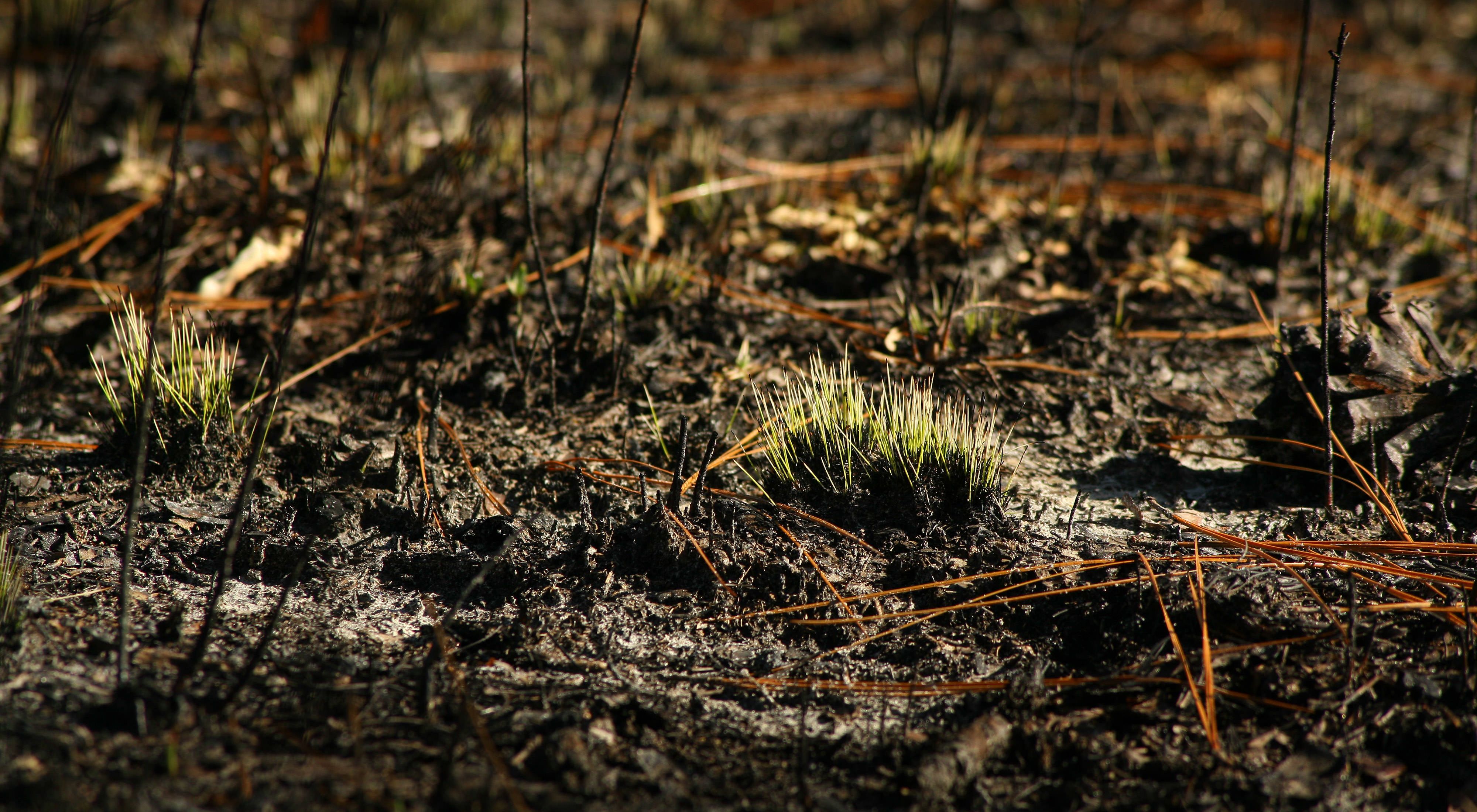 Bright green growth emerges in the longleaf pine forest after a controlled burn. 