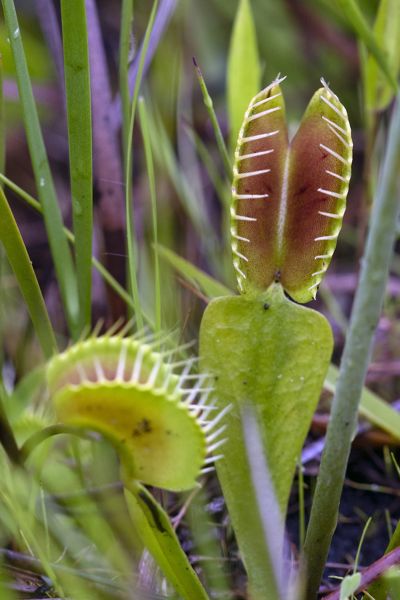 Close up of a Venus fly trap growing on a longleaf pine forest floor. 