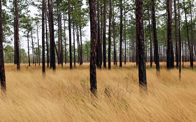 Stands of longleaf pine growing up out of savanna ground cover. 