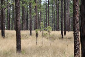 Longleaf Pine
