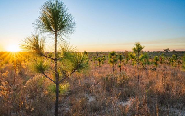 Longleaf Pine