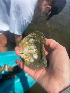 A person holds an oyster shell dotted with small, translucent baby oysters, also called spat.