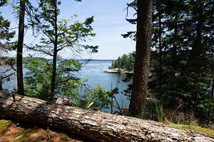 A view through trees at a broad estuary.