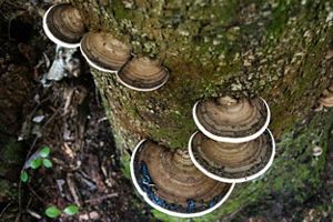 Shelf mushrooms on a tree trunk.