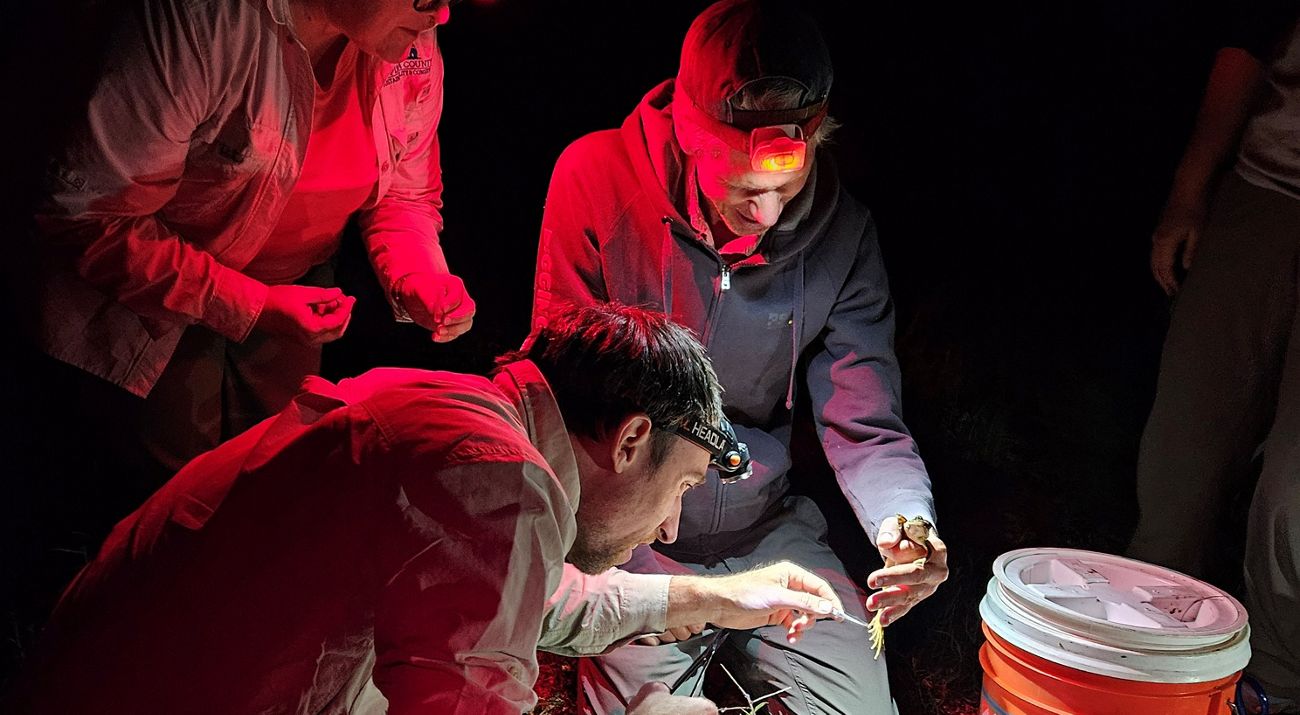 Three individuals, illuminated with red lighting, collect samples from a frog at night.