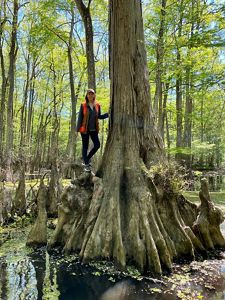 A person stands on the trunk of a big tree surrounded by water.