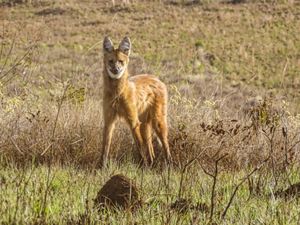 Lobo-guará en la naturaleza.