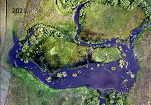Aerial view in 2021 of beaver mimicry structures the Conservancy built in 2016 on Long Creek, Montana.