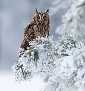 A long-eared owl perched on a snow-covered tree.