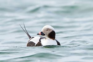 A white long-tailed duck bobs on water.