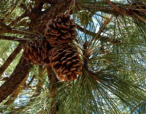 Three brown pine cones hang from a branch.