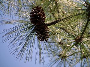 Two pine cones grow on a branch.