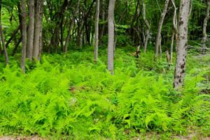 Several green ferns grow on a forest floor.