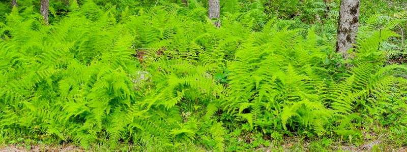 Bright green ferns grow on a forest floor.