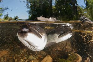A brown and white eel is photographned while swimming under clear water.