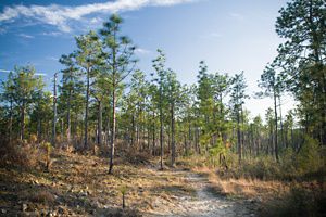 longleaf-pine-kisatchie-