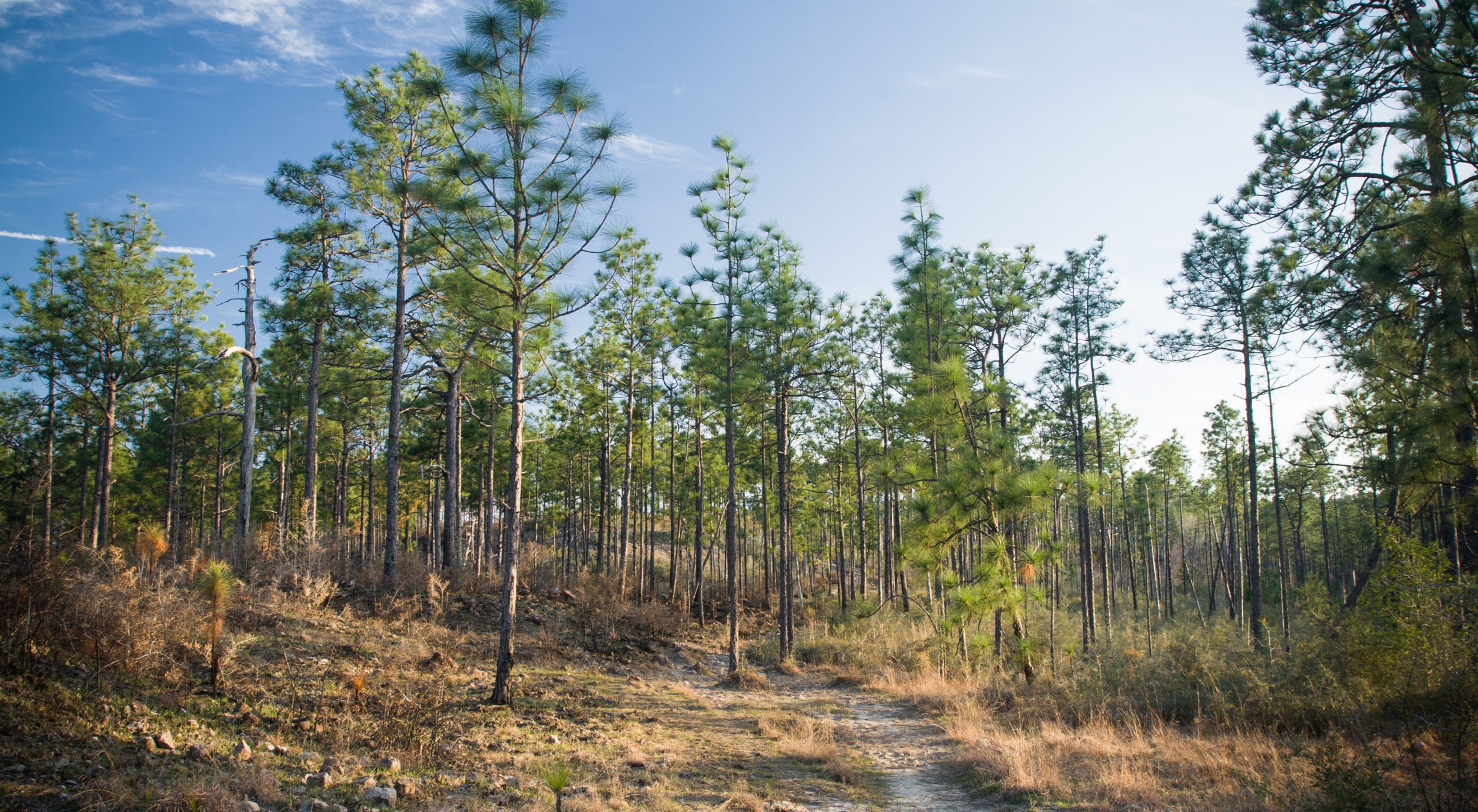 Longleaf pine thrive in the Kisatchie National Forest in Louisiana.