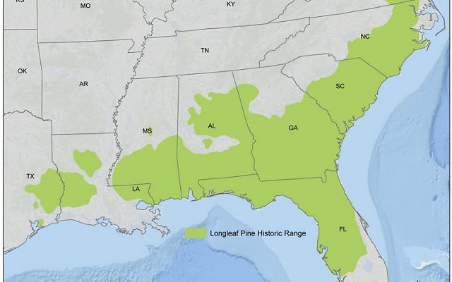 The original range of longleaf pine forests in the southeastern United States.