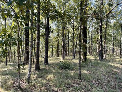 View of a sparse forest of thin trees.