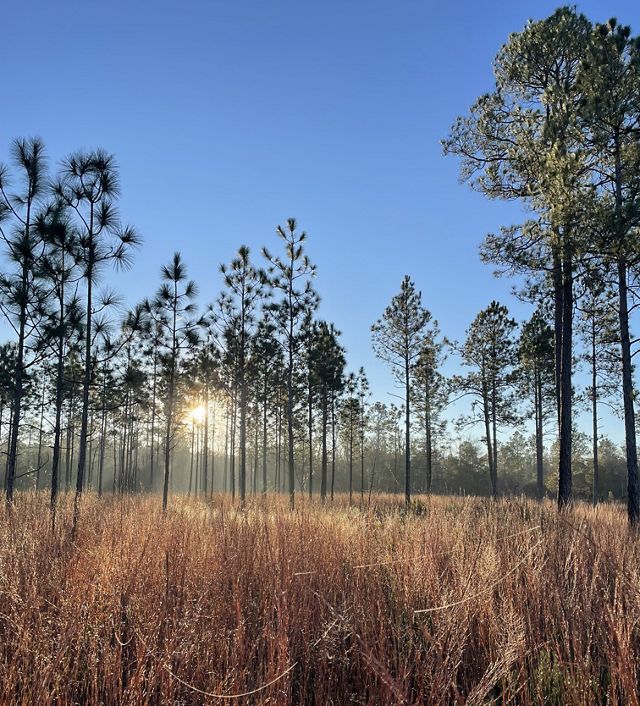 The sun peeks through a stand of tall trees surrounded by tall brown grasses.