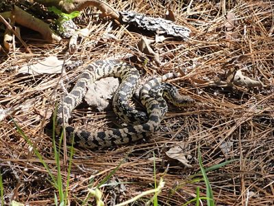 One of the rarest snakes in North America, the Louisiana pine snake populations have dwindled in part due to the loss or modification of longleaf and shortleaf pine forests.