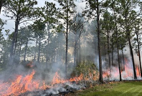 A hot, orange fire burns in a forest.