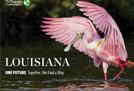 The cover of a report features a large, pink bird.