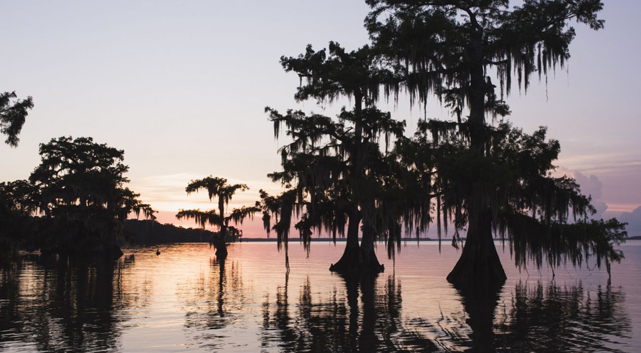 Trees in marsh on the Gulf Coast of Louisiana, U.S.