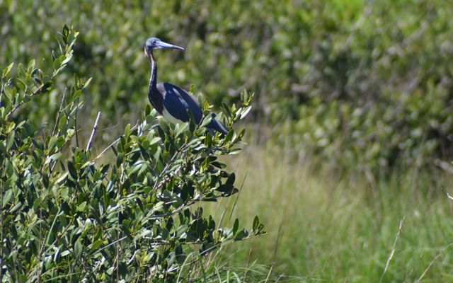 A large great blue heron perches on top of a mangrove tree.