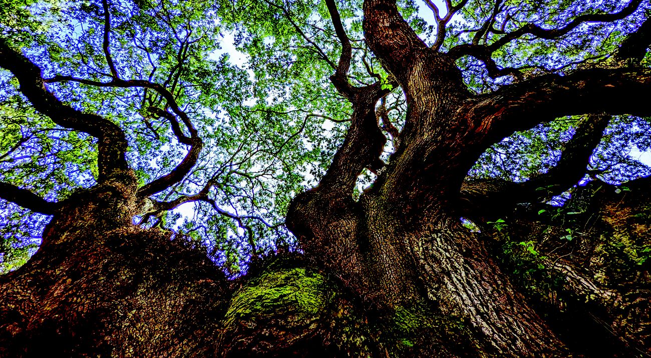 A blue sky is visible through leafy tree branches.