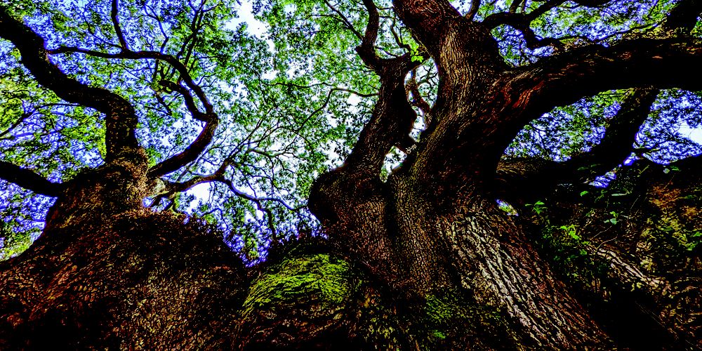 A blue sky appears above tree branches.
