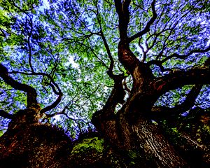 Blue sky is visible through leafy tree branches.