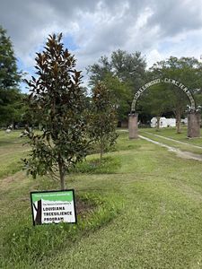 A sign is situated in front of a newly planted tree.