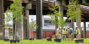 A group of people wearing hard hats gather around a tree in a park located near a highway.