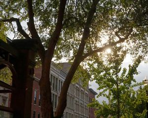 TNC y el Instituto Envirome de la Universidad de Louisville comenzaron a plantar árboles y arbustos por toda la ciudad para comprobar cómo los árboles pueden filtrar la contaminación.