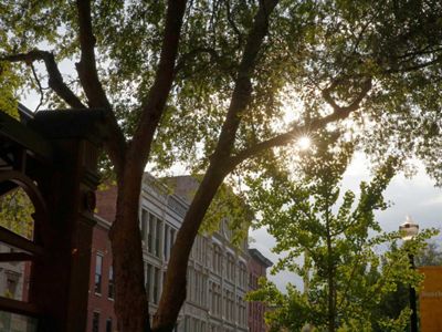 TNC and the University of Louisville’s Envirome Institute began planting trees and shrubs across the city to test how the trees can filter pollution.