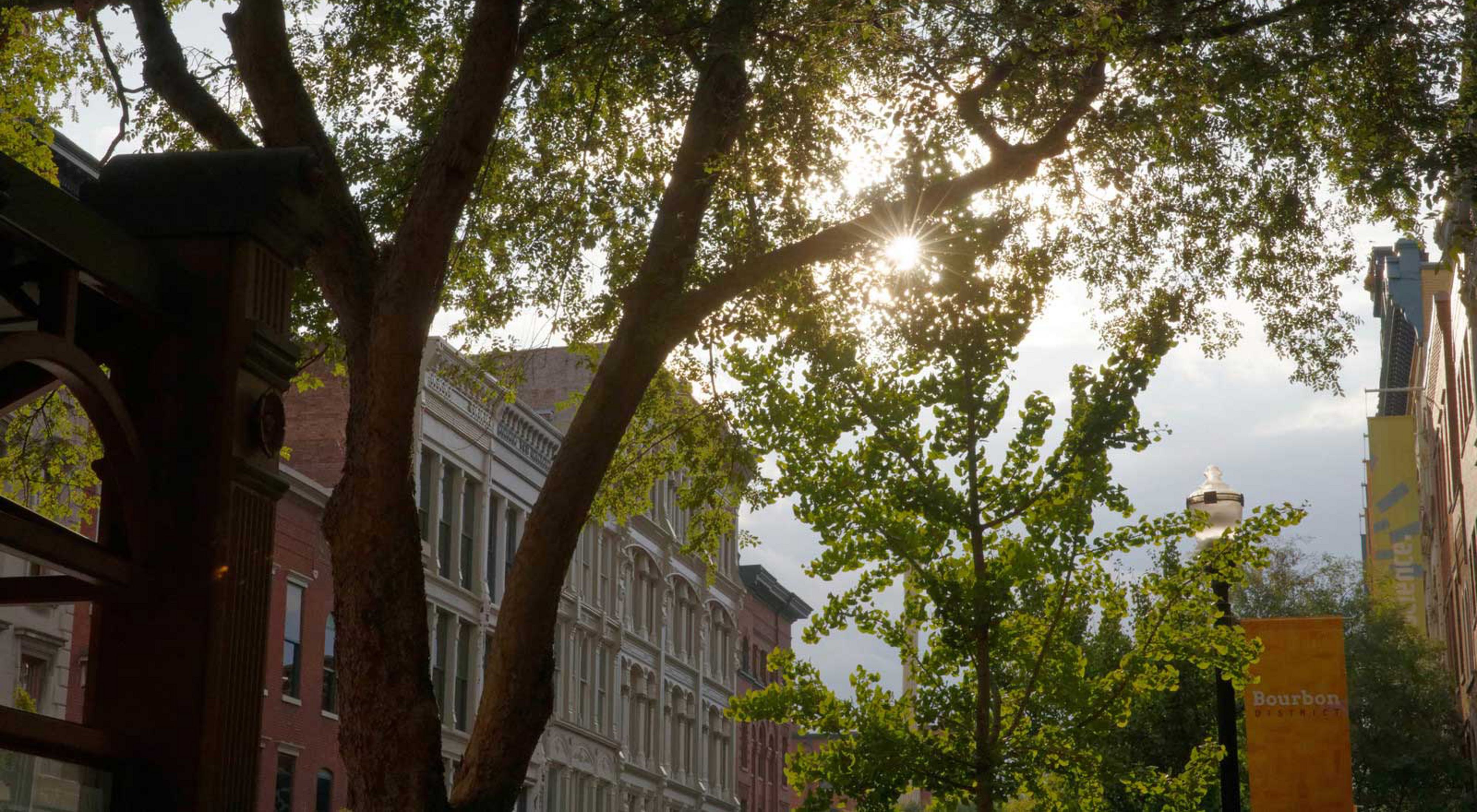 TNC y el Instituto Envirome de la Universidad de Louisville comenzaron a plantar árboles y arbustos por toda la ciudad para comprobar cómo los árboles pueden filtrar la contaminación.