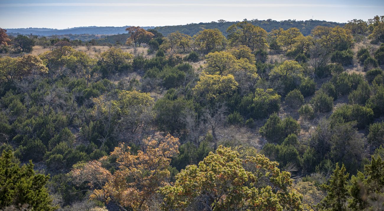 An expansive view of hills covered in trees and shrubs with green and orange leaves.