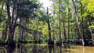 Cypress trees along the Lower Pearl River