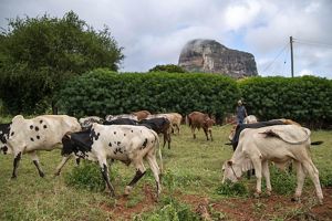A group of cattle graze in a pasture surrounded by greenery.