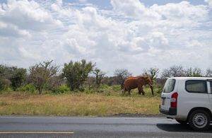An elephant walks alongside a road with a car passing by.