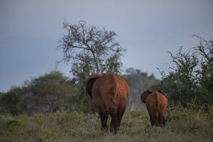 Two elephants walk away, towards grassland and trees.