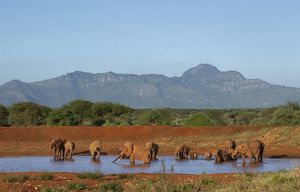 A group of elephants stand in a shallow pool of water in front of red dirt and green trees, with mountains in the distance behind them.