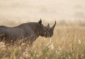 A rhinoceros stands among grass.